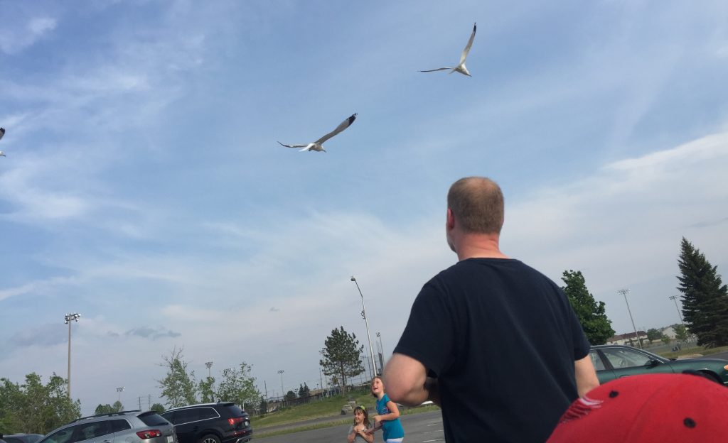 2016g6birds